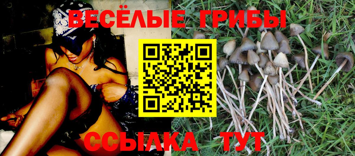 Галлюциногенные грибы мицелий Владикавказ